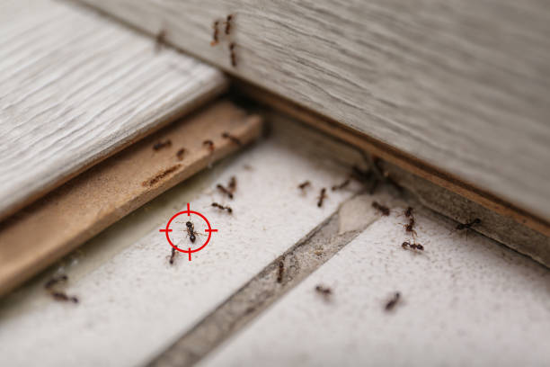 Best Flea Control Services  in Center, TX