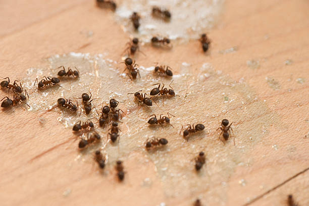 Best Wasp Removal Services  in Center, TX