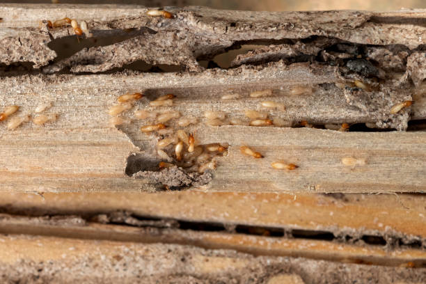 Best Rodent Control Near Me  in Center, TX